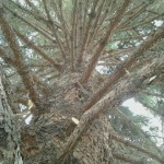 tree after