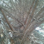 tree before